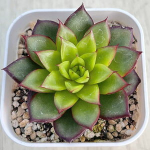 yX_ꐶYzA GPxA gbhn[g 7.5Z`|bgc C5012