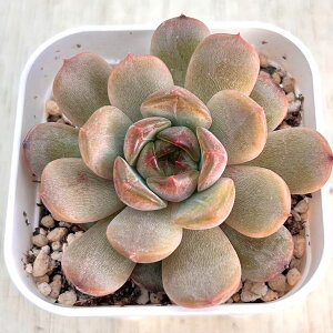 yX_ꐶYzA GPxA bho[ 7.5Z`|bgc C5014