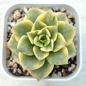 【当店農場生産】●多肉植物 エケベリア ローリー錦 7.5センチポット苗 C5144