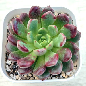 yX_ꐶYzA GPxA bhr[ 7.5Z`|bgc C4136