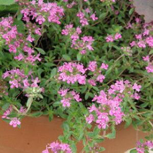 yX_ꐶYzԉԃN[sO^C 9cm|bgc ɐB͉ȃN[sO^C