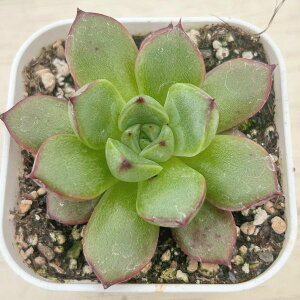 yX_ꐶYzA GPxA bhu 7.5Z`|bgc C4184