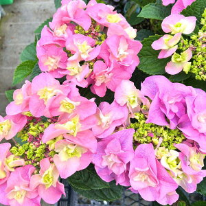 yX_ꐶYznChWA AWTC  9Z`|bgciNJԊjy̎_xɂF͕ς܂B