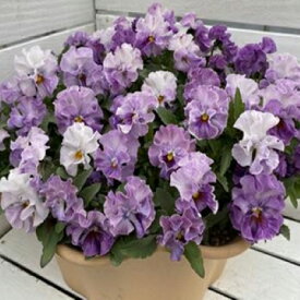 【当店農場生産】パンジー きもの ラベンダーシェード （花なし苗） 9センチポット苗 花壇や寄せ植えに♪