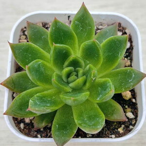 yX_ꐶYzA GPxA JXg 7.5Z`|bgc C4163