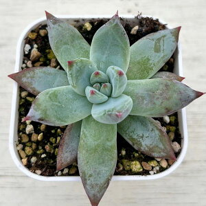 yX_ꐶYzA GPxA WJ 7.5Z`|bgc C4167