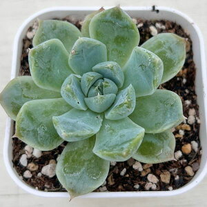 yX_ꐶYzA GPxA [Y[VhE 7.5Z`|bgc C4164