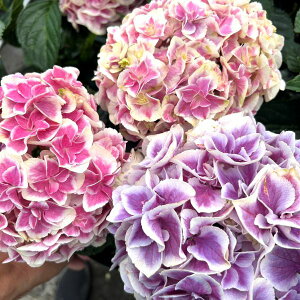 yX_ꐶYznChWA AWTC ̏_ 9Z`|bgciNJԊjy̎_xɂF͕ς܂B