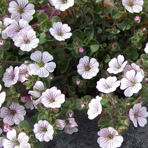 yX_ꐶYzJ[ybgݑiImG}e}j 9Z`|bgc 킢Ԃ炫܂