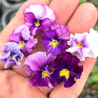 【当店農場生産】ビオラミニフリフリラベンダー系(花なし苗)9センチポット苗花壇や寄せ植えに♪