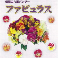 【当店農場生産】伝説の八重パンジーファビュラス(花なし苗)9センチポット苗花壇や寄せ植えに♪