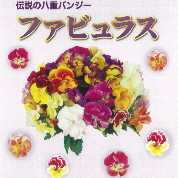 【当店農場生産】伝説の八重パンジーファビュラス（花なし苗）9センチポット苗花壇や寄せ植えに♪