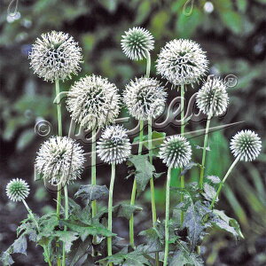 yX_ꐶYz^}AU~ GLmvX X^[tXg 9Z`|bgc ϊN