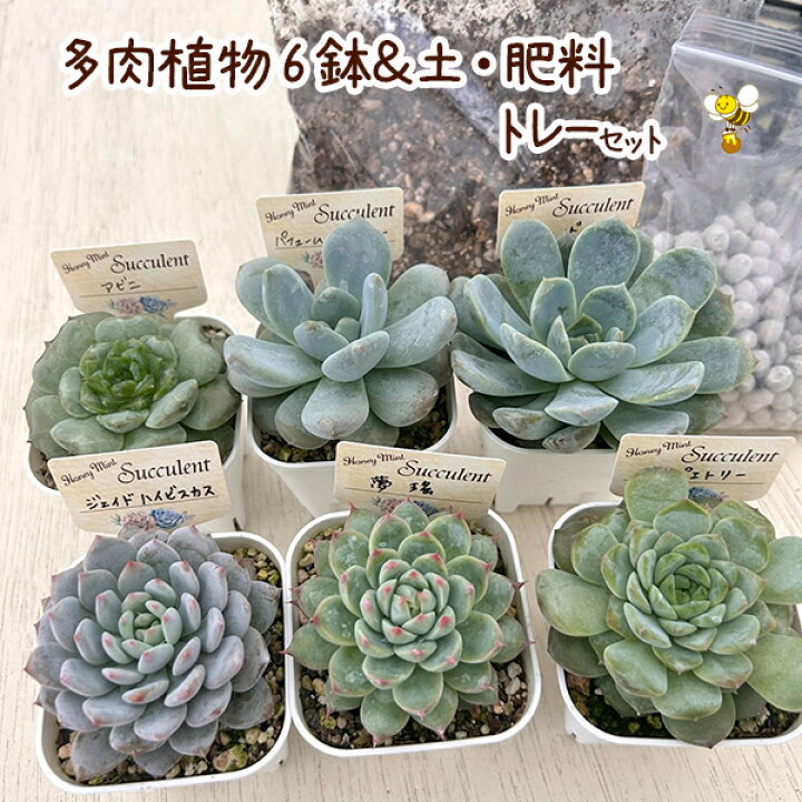 楽天市場】☆送料無料☆【当店農場生産】はじめての多肉植物☆6鉢 