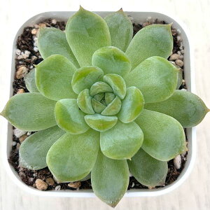 yX_ꐶYzA GPxA [WFl[VACX 7.5Z`|bgc C5147