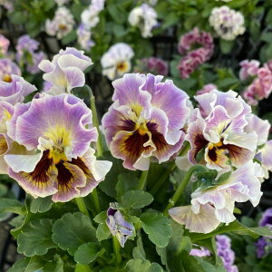 yX_ꐶYzpW[ t@_iԂȂcj 9Z`|bgc Ԓd񂹐AɁ