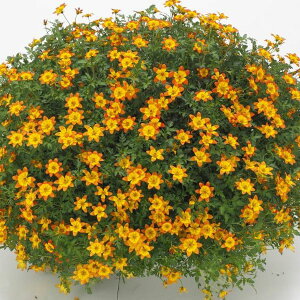 yX_ꐶYzrfX Lvt@C[ zbgIW PW 9Z`|bgc ϊN