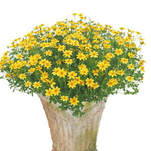 yX_ꐶYzrfX Lvt@C[ zbgCG[ PW 9Z`|bgc ϊN