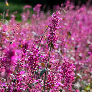 �y���X�_�ꐶ�Y�z�A�K�X�^�[�V�F �Y�j 9�Z���`�|�b�g�c �ϊ����h����