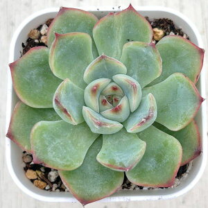 yX_ꐶYzA GPxA O[[Y 7.5Z`|bgc Y3055