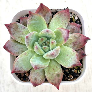 yX_ꐶYzA GPxA R[^tH} 7.5Z`|bgc Y3029