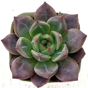 yX_ꐶYzA GPxA uo[Y 7.5Z`|bgc Y3037