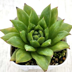 yX_ꐶYzA GPxA J[}A 7.5Z`|bgc Y3031