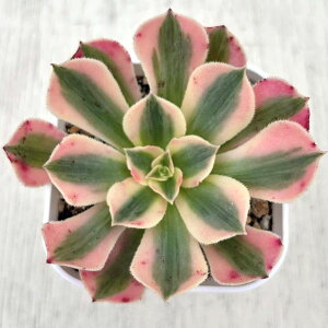 yX_ꐶYzA AGIjE sNEBb` 7.5Z`|bgc Y3046