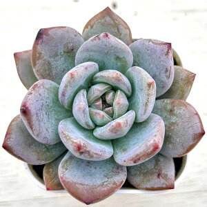 yX_ꐶYzA GPxA IWkorean 7.5Z`|bgc Y3036