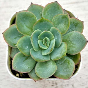 yX_ꐶYzA GPxA p 7.5Z`|bgc Y3034