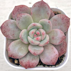 【当店農場生産】◎多肉植物 エケベリア アイシャ 7.5センチポット苗 Y3041