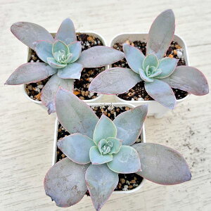 yX_ꐶYzA GPxA Je 7.5Z`|bgc C5148