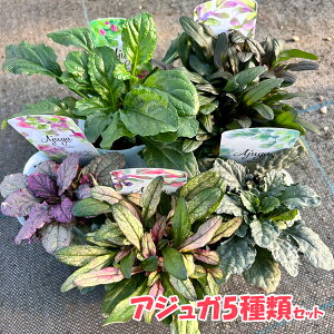 yg_ꐶYzAWK 5ރZbg ϊN OhJo[