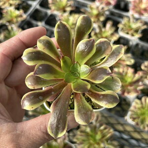 yX_ꐶYzA AGIjE I[W[itĂj 7.5Z`|bgc Y3045