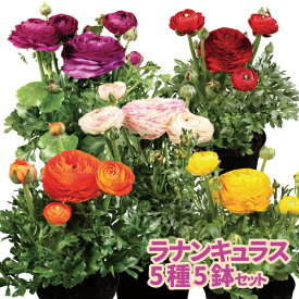 【当店農場生産】ラナンキュラス スプリンクルス 5種類5鉢セット 9センチポット苗 10/30更新