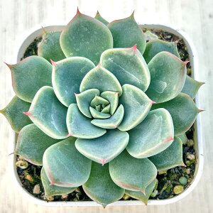 yX_ꐶYzA GPxA g[}X 7.5Z`|bgc C4182