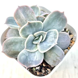 【当店農場生産】多肉植物 エケベリア マーベル錦 7.5センチポット苗 C5137