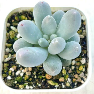 yX_ꐶYzA pLtBc XC[g_vO 7.5Z`|bgc C4171