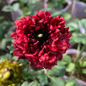 【当店農場生産】ラナンキュラス ルージュルージュ 9センチポット苗