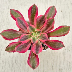 yX_ꐶYzA AGIjE t@VitĂj 7.5Z`|bgc Y3058