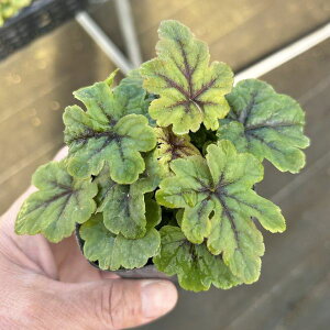 yX_ꐶYzeBAA nbs[gC 9Z`|bgc