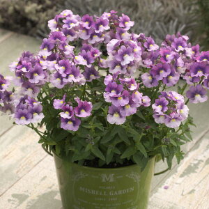 yX_ꐶYztOXlVA j Yx[oCJ[ 9Z`|bgc ϊN