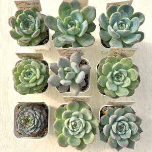 Ac9ރZbgЂƂl1ZbgI11/5XV