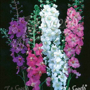 yX_ꐶYzo[oXJ [}LhY 9Z`|bgc ϊ ؉Ԏ