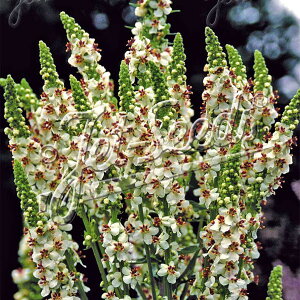 yX_ꐶYzo[oXJ ~NVFCN 9Z`|bgc ϊ ؉Ԏ