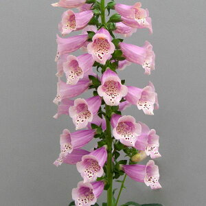 yX_ꐶYzWL^X hbeB EH[[Y 9Z`|bgc AԒdɍœKI