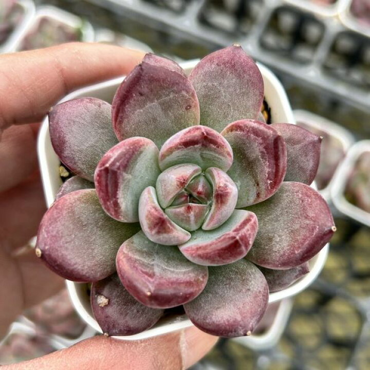 楽天市場】【当店農場生産】◎多肉植物 エケベリア デアデビル 7.5 