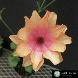 【当店農場生産】ラナンキュラス ラックス キュベレー 9センチポット苗