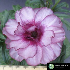 【当店農場生産】ラナンキュラス ラックス ディオニュソス 9センチポット苗