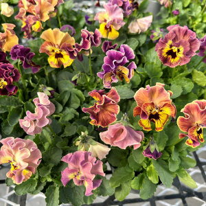 yX_ꐶYzpW[  CG[bhVF[h iԂȂcj 9Z`|bgc Ԓd񂹐AɁ